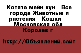 Котята мейн кун - Все города Животные и растения » Кошки   . Московская обл.,Королев г.